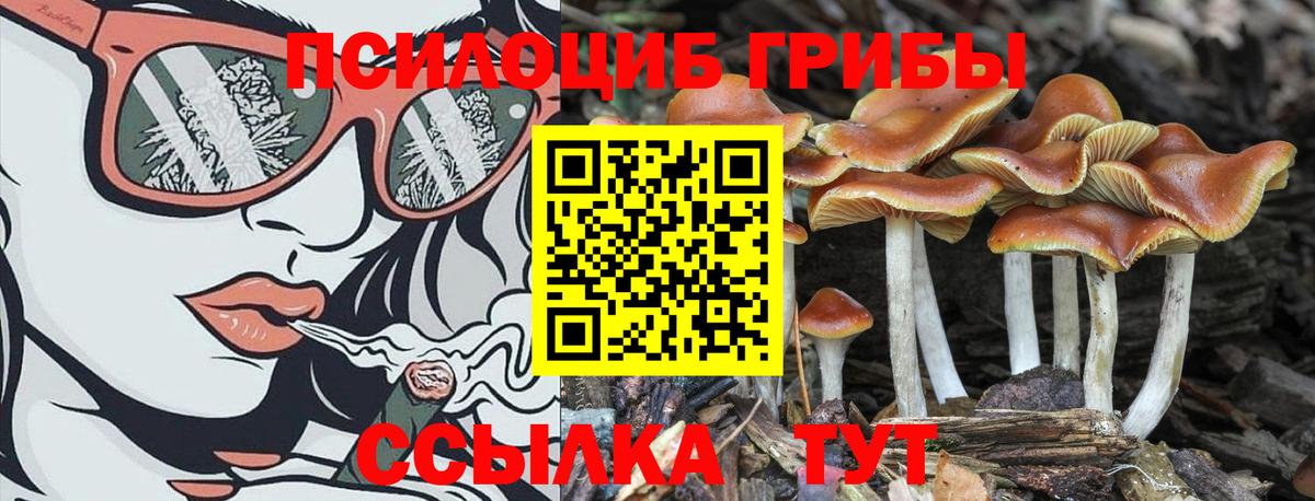 Тверь  Псилоцибиновые грибы прущие грибы  Вход с VPN 
