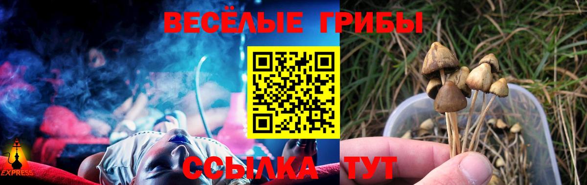 Псилоцибиновые грибы прущие грибы Тверь